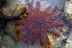 Polinesia - taramea - retirarlas para salvar el coral