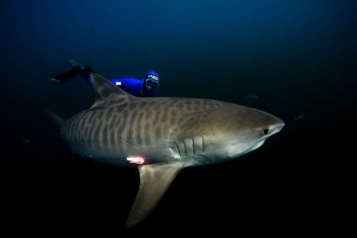 tiburon punta negra limon reproduccion escualos comportamiento polinesia moorea tahiti - un papel primordial en el equilibrio del ecosistema recifal