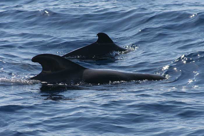 polinesia ballena delfin piloto tahiti globicefala - que locura¡