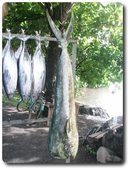 polinesia pesca fotos tahiti