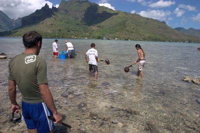 polinesia ciguatera tahiti toxicidad recogida algas toxicas tarameas punaauia punta pescadores