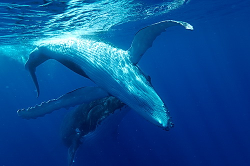 ballenas moorea polinesia