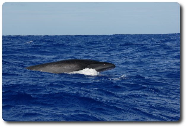 ballenas polinesia whales polynesia cetaceans