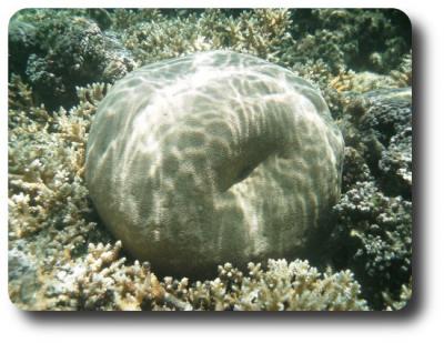 corales polinesia corals polynesia