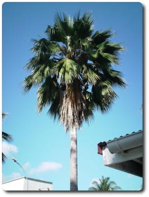 palmera polinesia tahiti