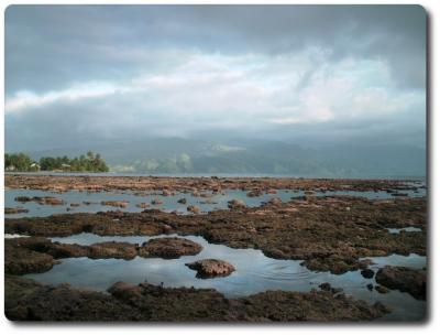 coral tahiti polinesia presqu`île taiarapu