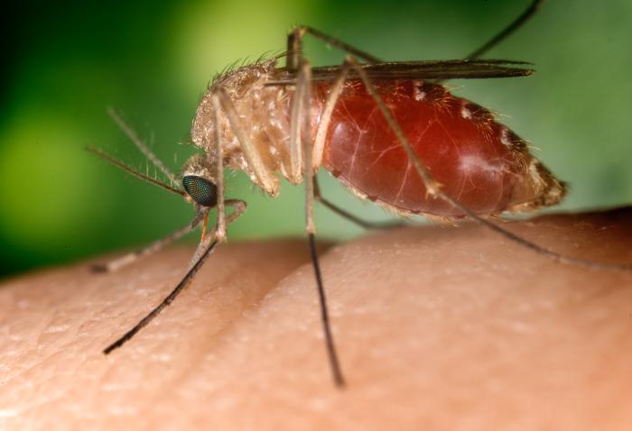 enfermedades polinesia el genoma del mosquito responsable de la filiarosis descubierto