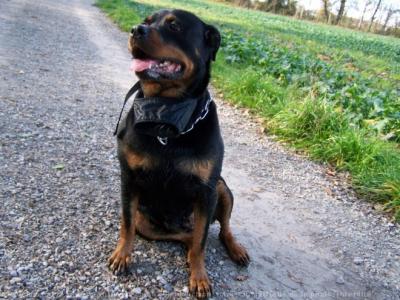 maupiti inseguridad los perros hacen la ley