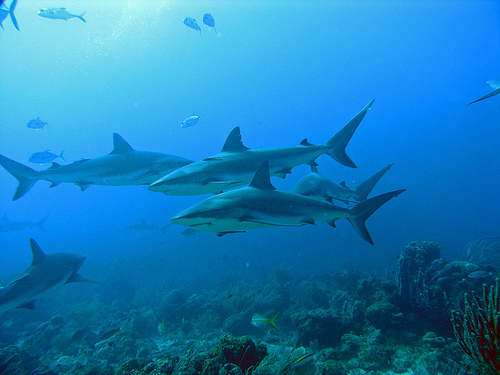 tiburones polinesia escualos tahiti bora bora moorea son animales de costumbres