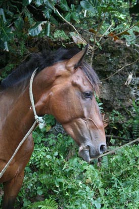 caballos polinesia paseos en caballo polinesia a caballo tahiti marquesas polinesia caballos bora bora moorea huahine raiatea