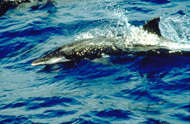 delfines polinesia estenos de polinesia, esos animales misteriosos